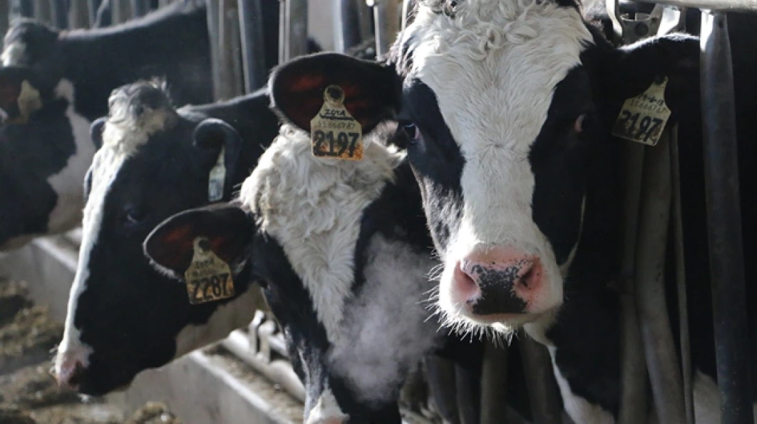 Vaches de Greiden Farms.
