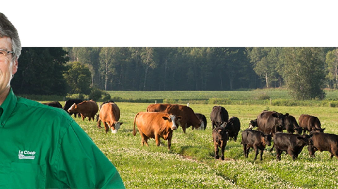 Photo de Bruno Langlois avec un image de vaches en arrière-plan.