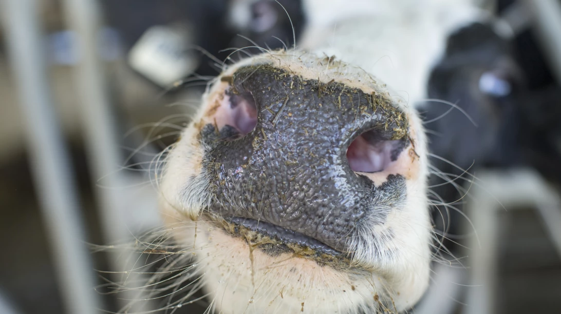 Photo d'une vache.