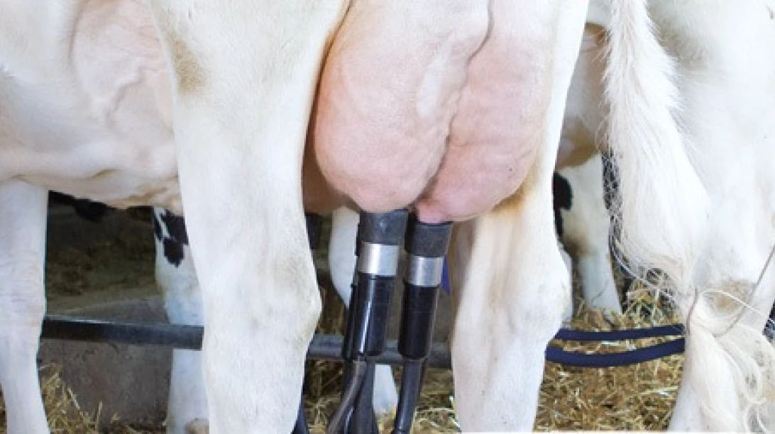 Vaches en lactation
