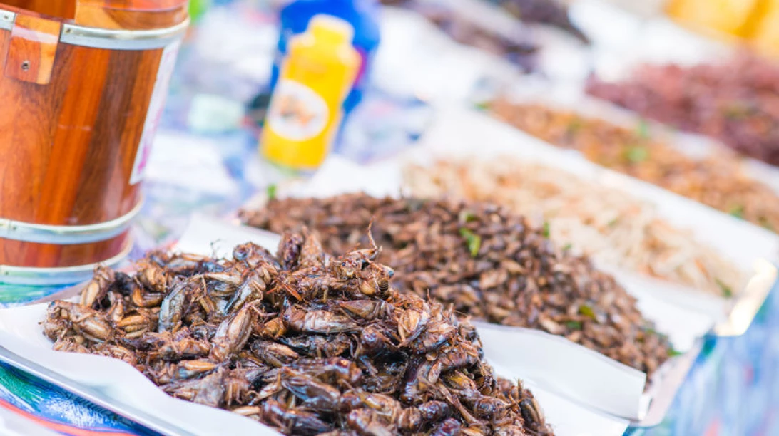 Plusieurs insectes sur des assiettes.