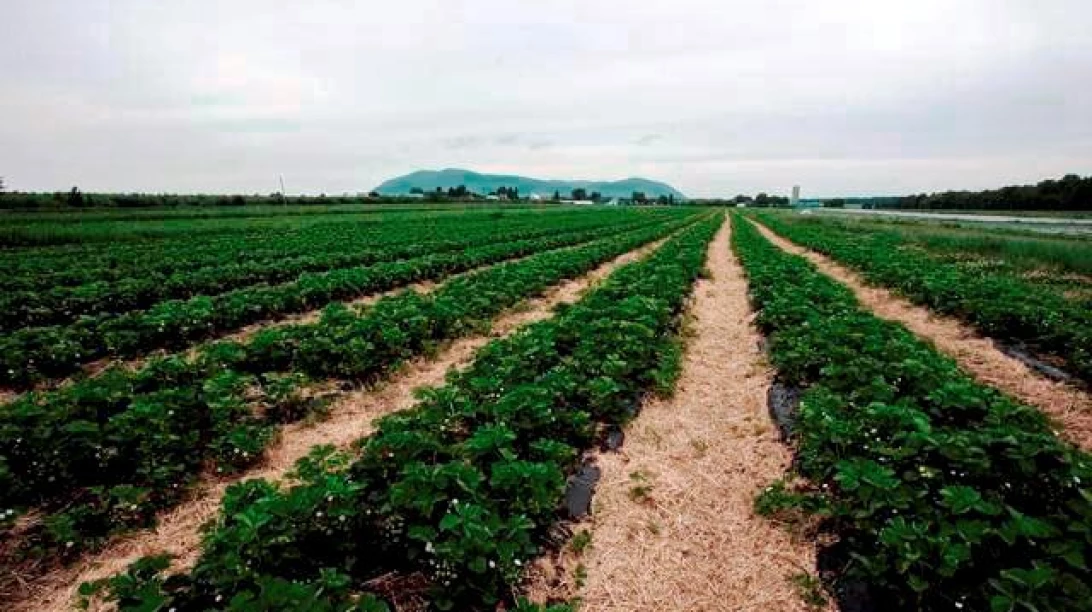 Photo d'un champ donc la production a été accrue par la fertigation.