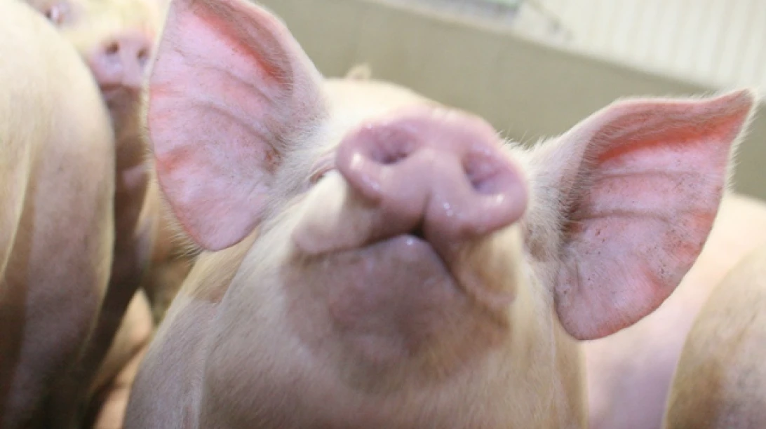 Photo de plusieurs porcins.
