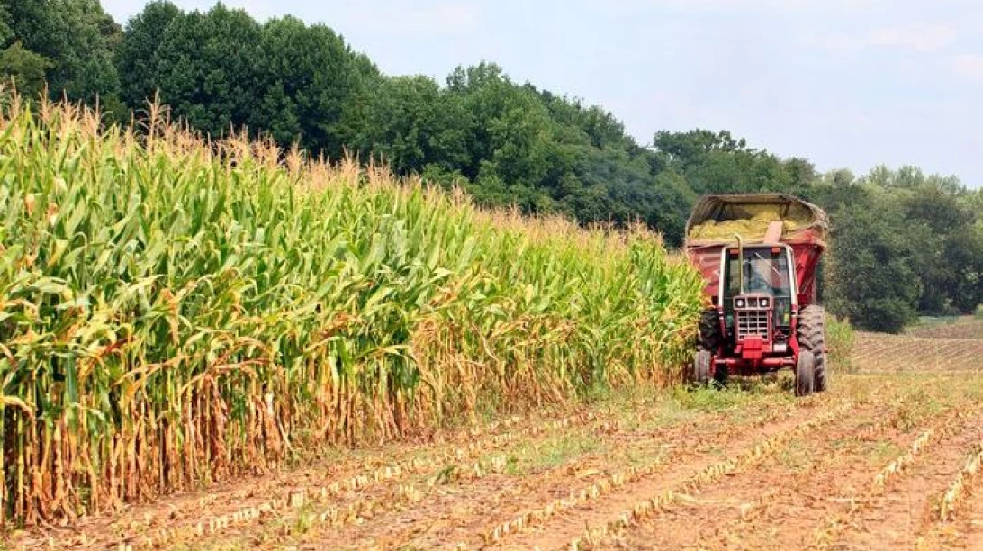 Photo d'un tracteur en train d’ensiler le fourrage.
