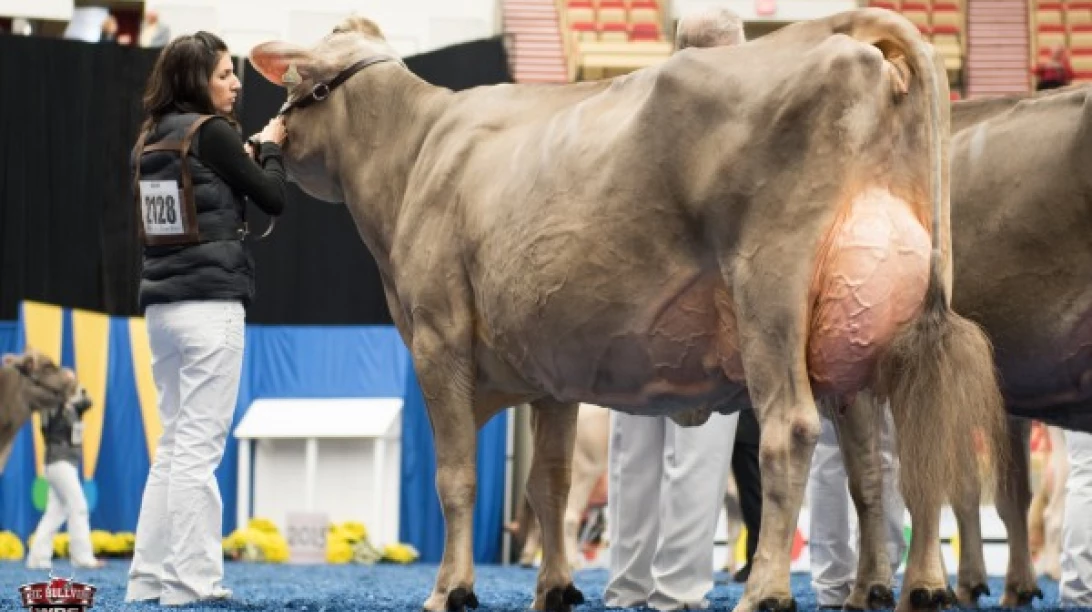 Photo de vaches présentes lors d'exposition World Dairy Expo tenue à Madison.