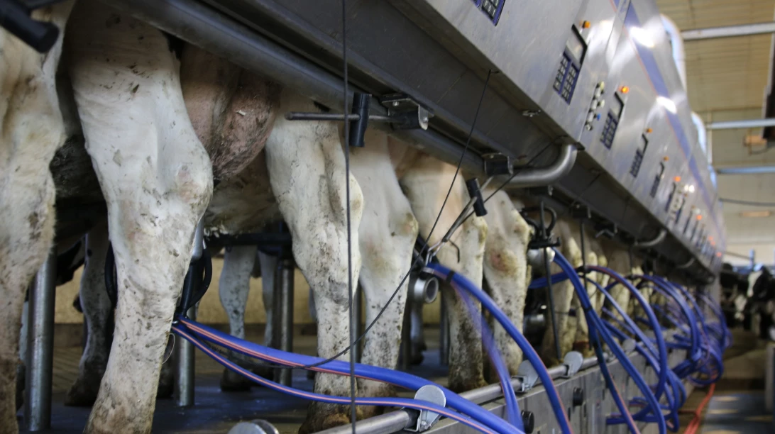 Vaches en lactation.