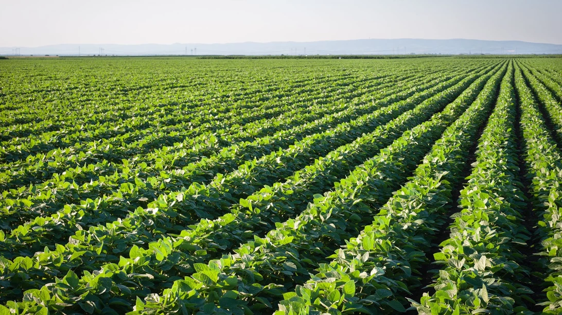 Champs de soya