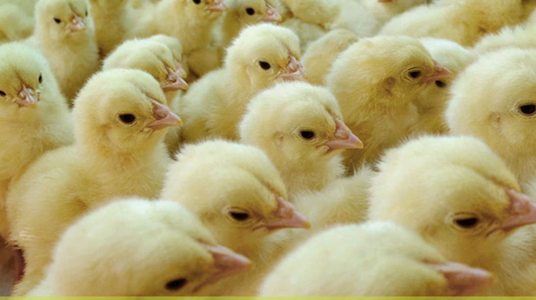 Poussins