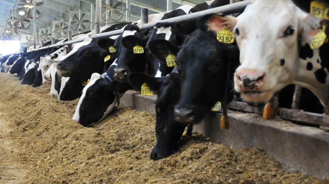 Vaches