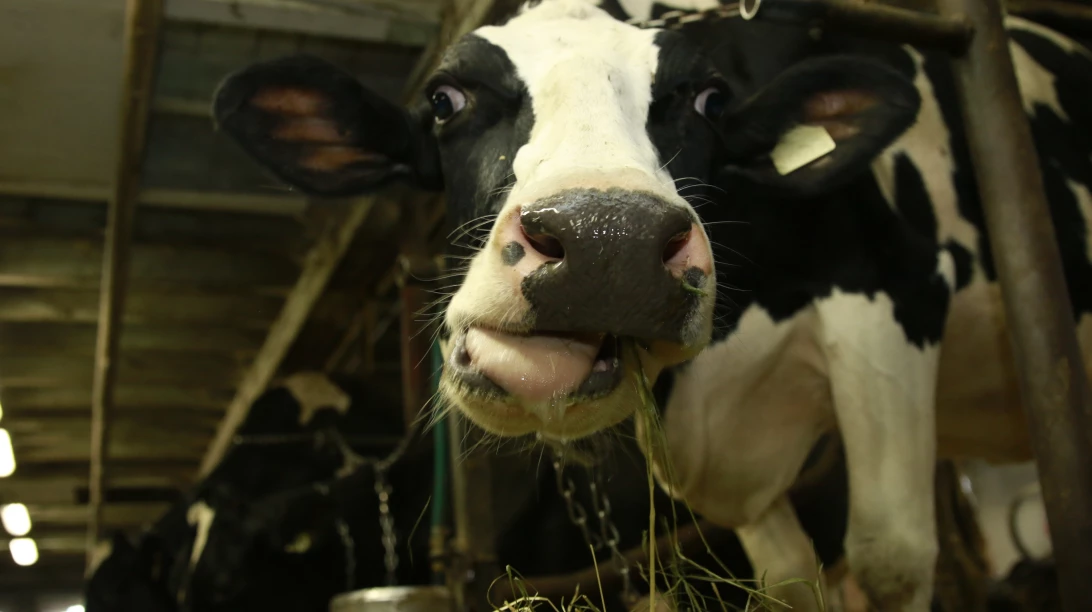Vaches en train de manger.