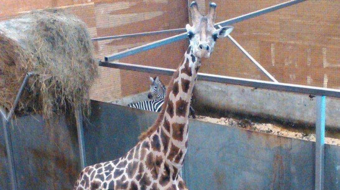 Photo de Scott, une giraffe de zoo.
