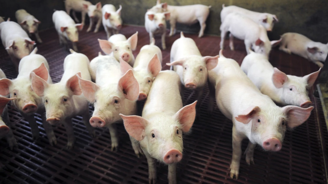 Plusieurs porcins dans un enclos.