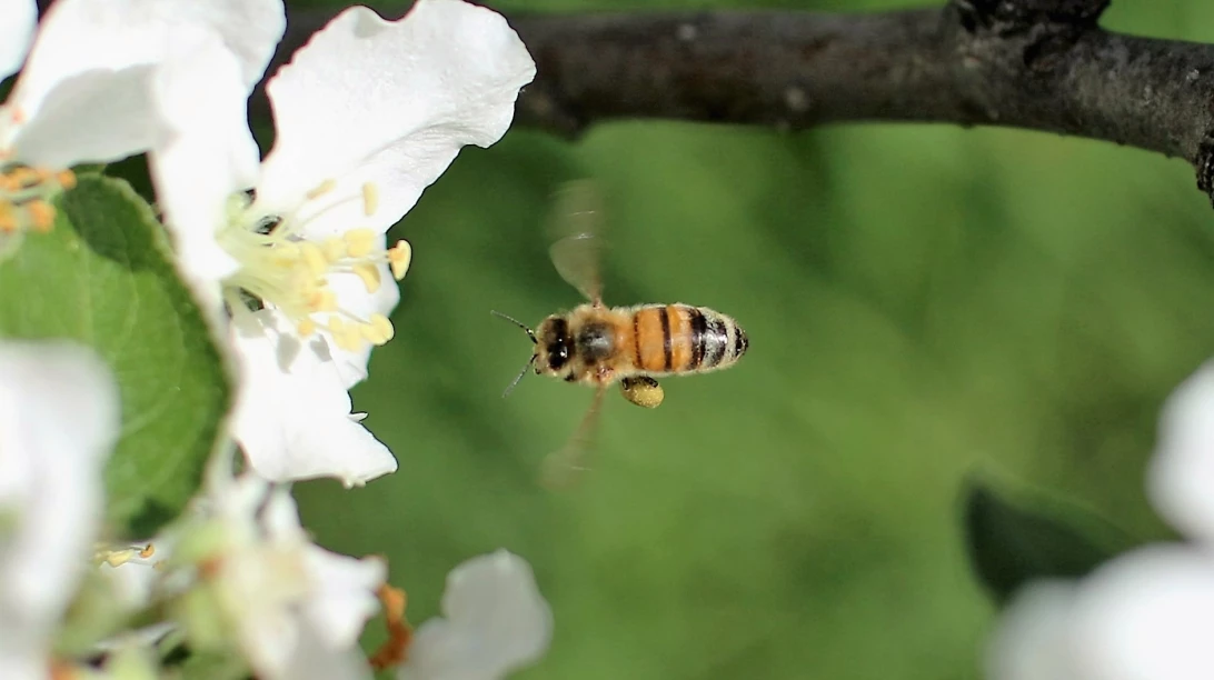 Abeille