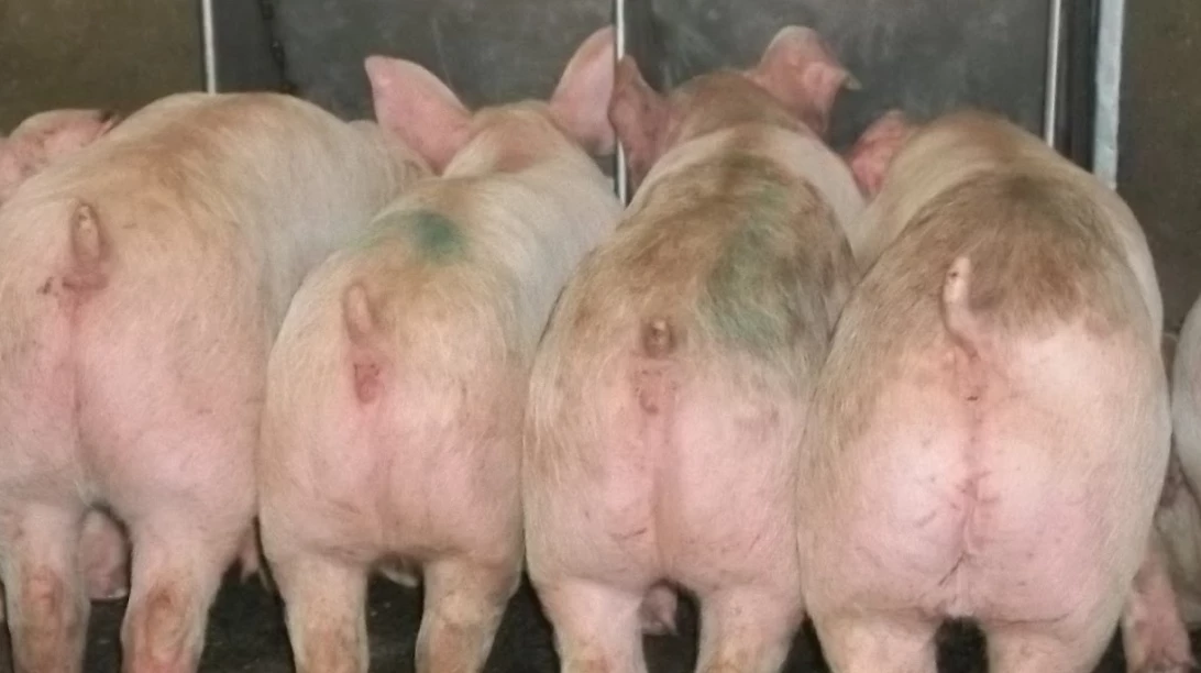 Cochons à l'abattoir.