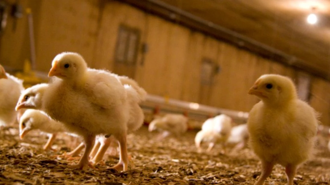 Poussins