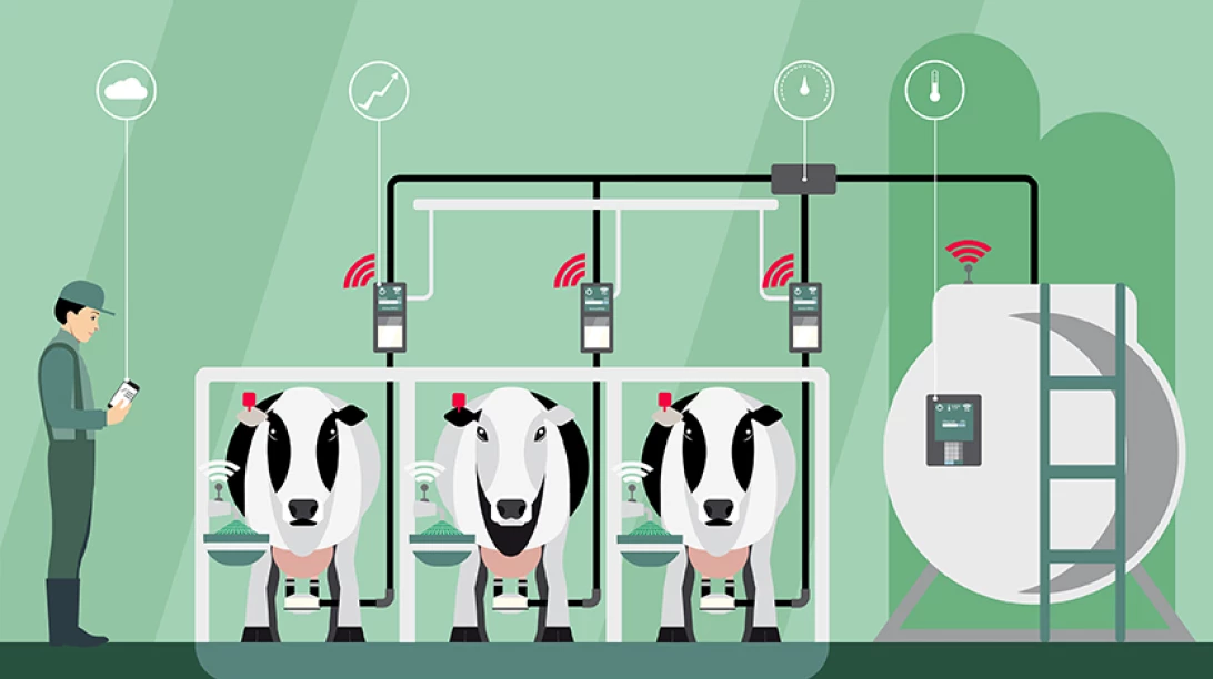 .Vaches en lactation