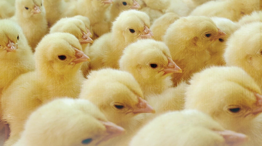 Poussins réunis ensemble