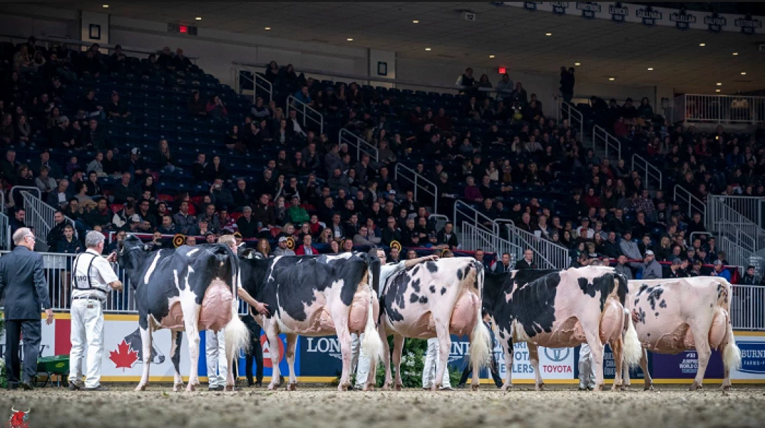 Championnat Holstein