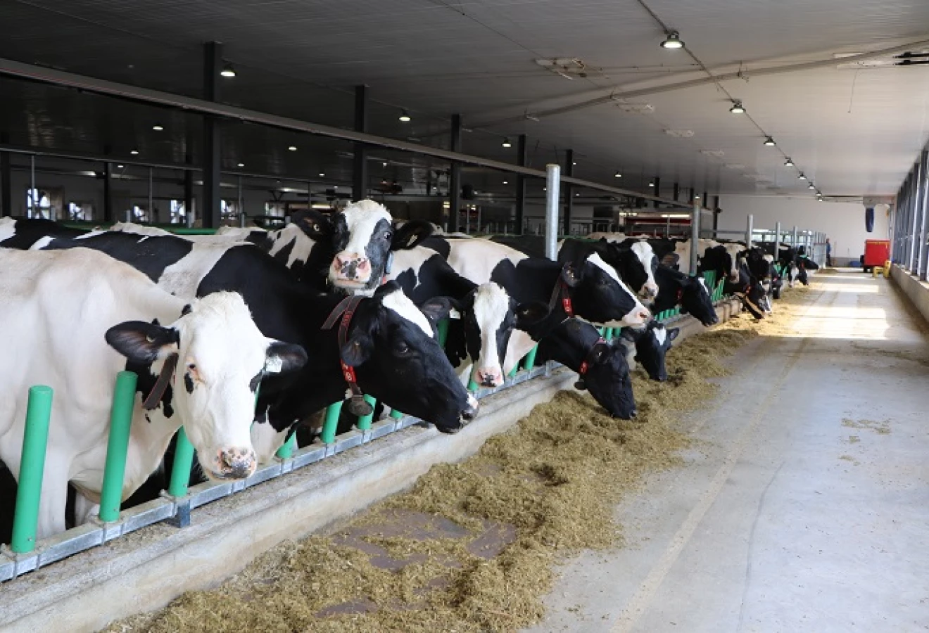 holstein