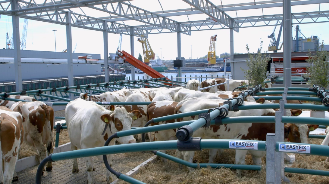 Des vaches sur une ferme flottante.