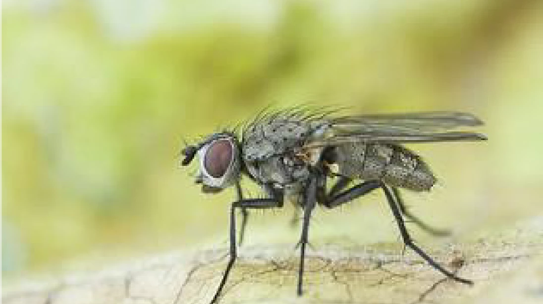 la mouche du chou si petite et si nuisible