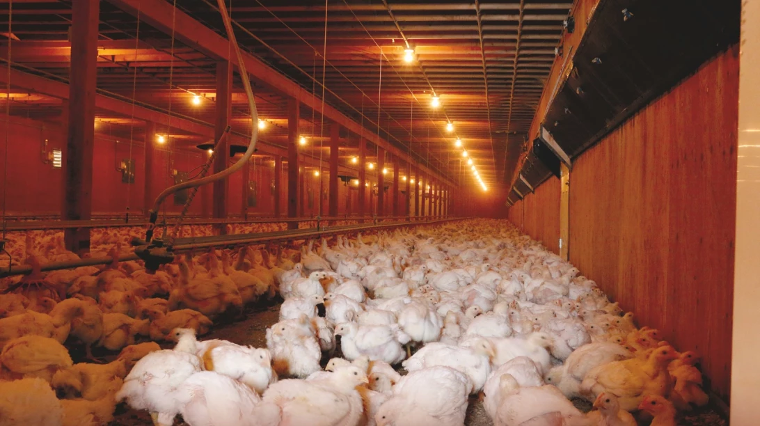 Poulets dans un poulailler.