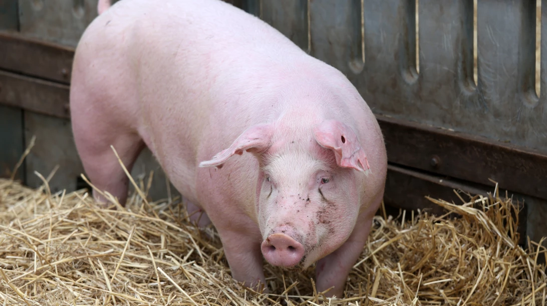 Porc