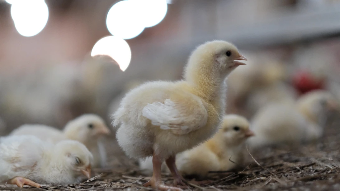Poussins