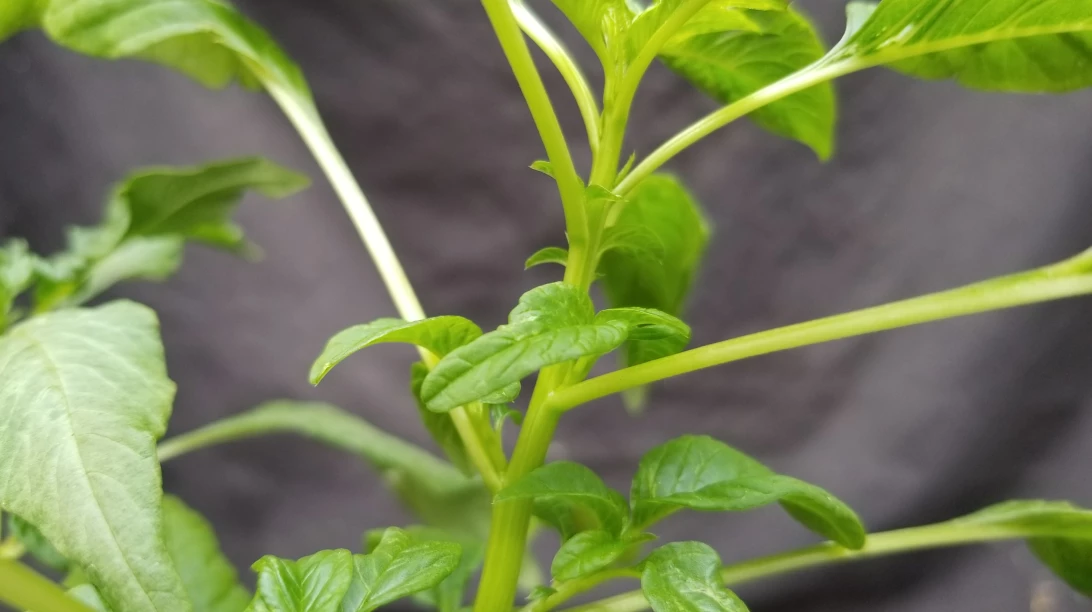 Plantes