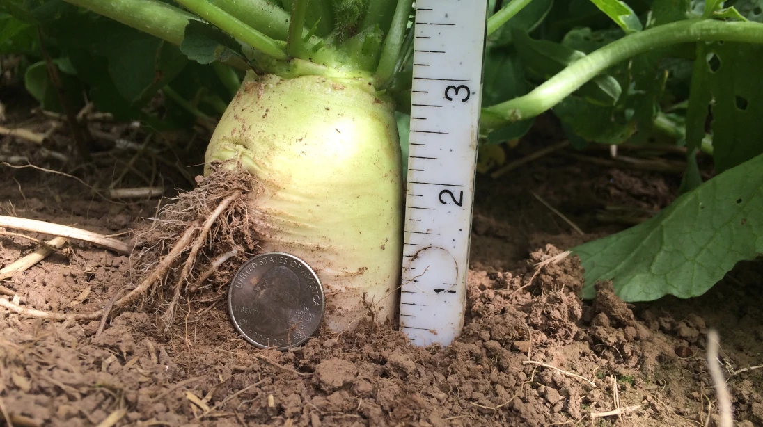 un radis pour combattre les nematodes 1