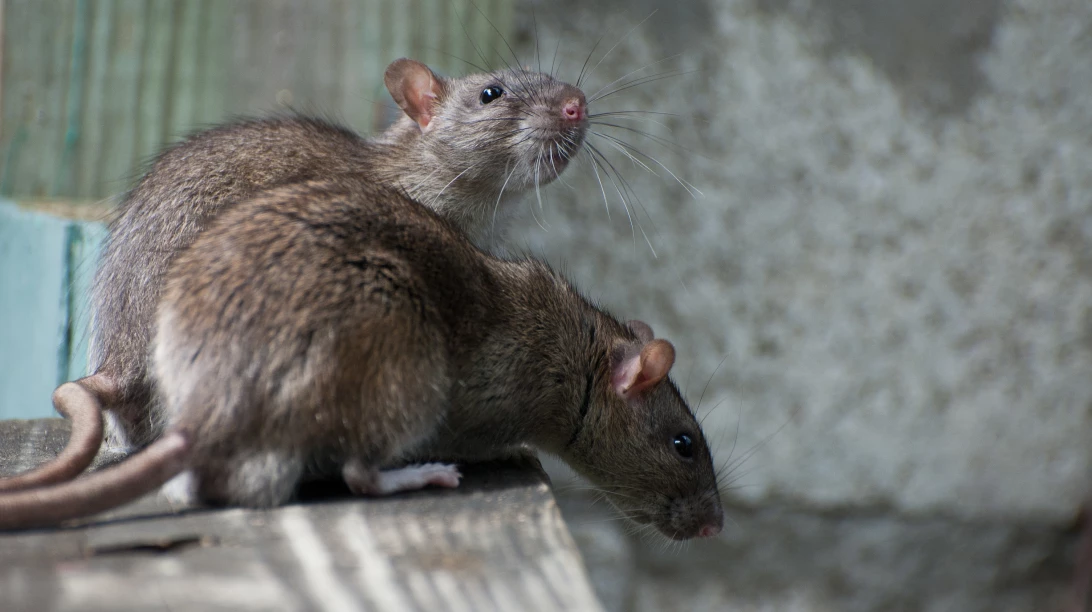 Souris