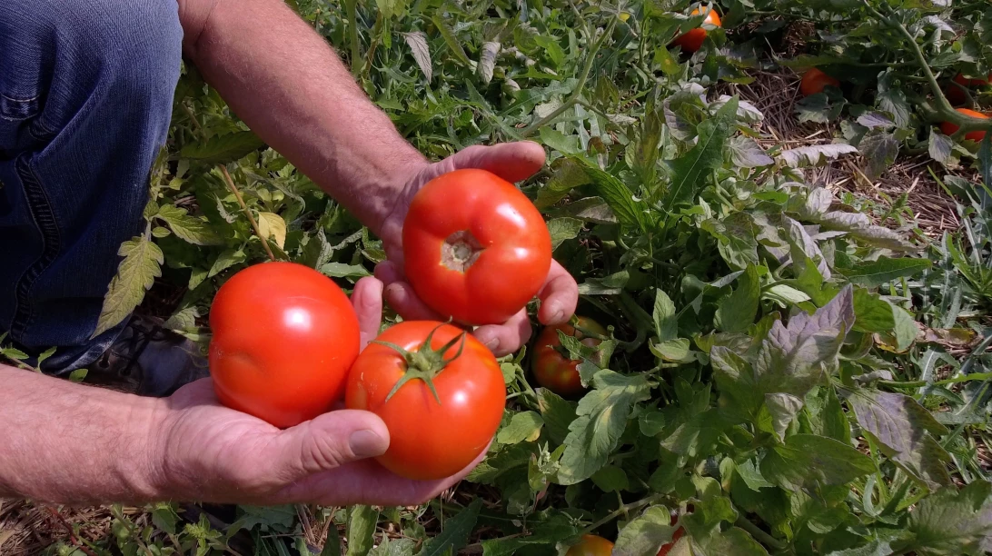 Tomates