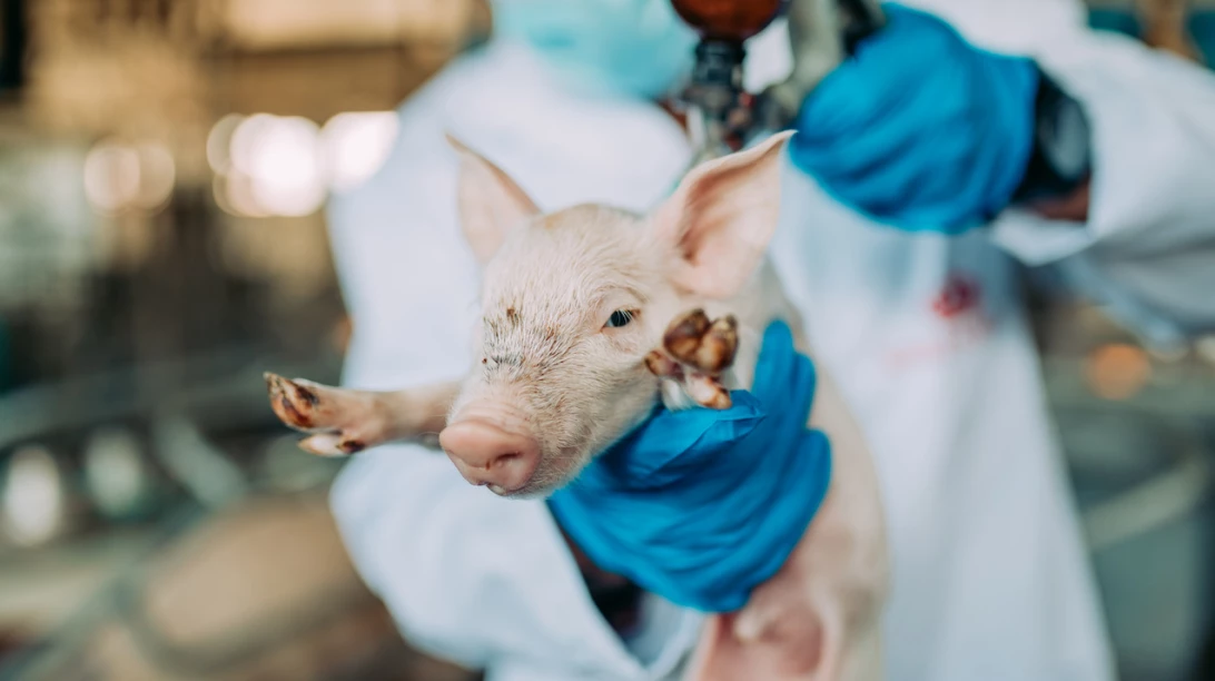Porcelet recevant une injection.