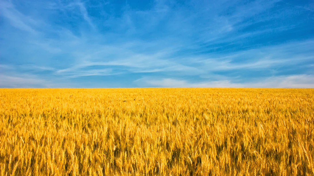 Champ jaune et ciel bleu.