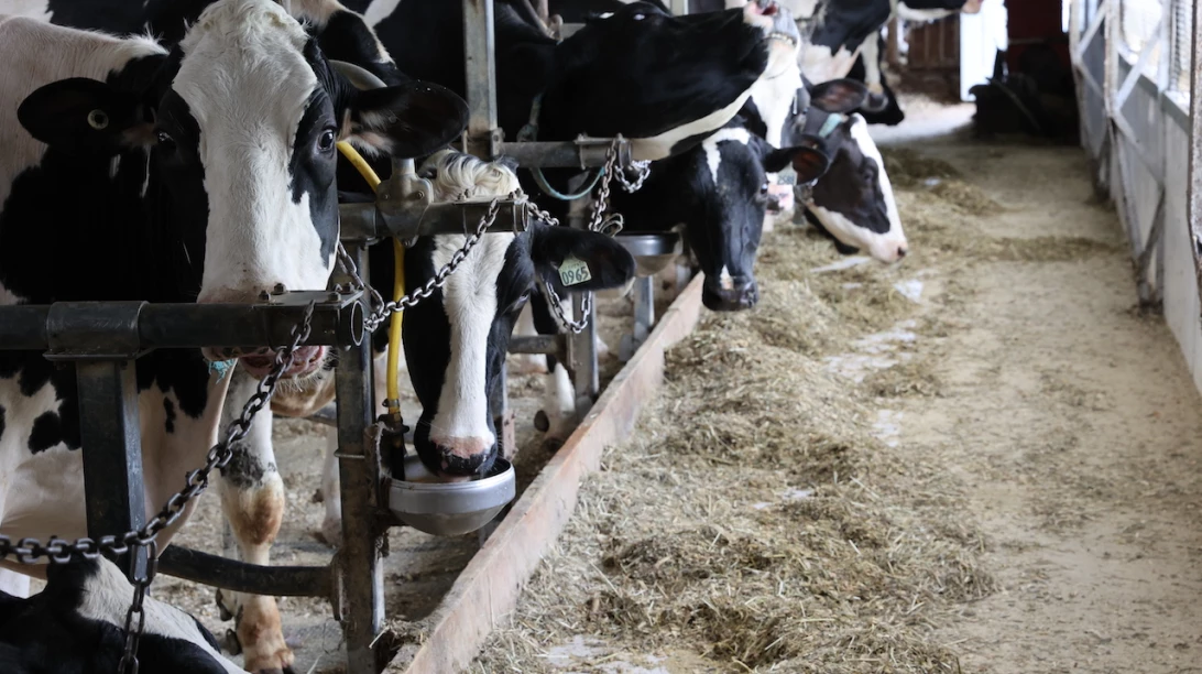 Vaches