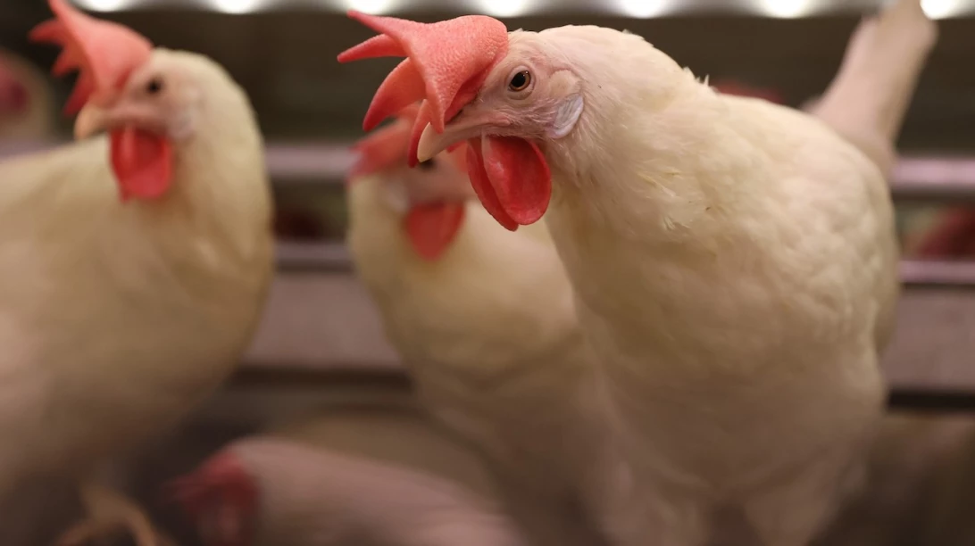 Poules pondeuses.