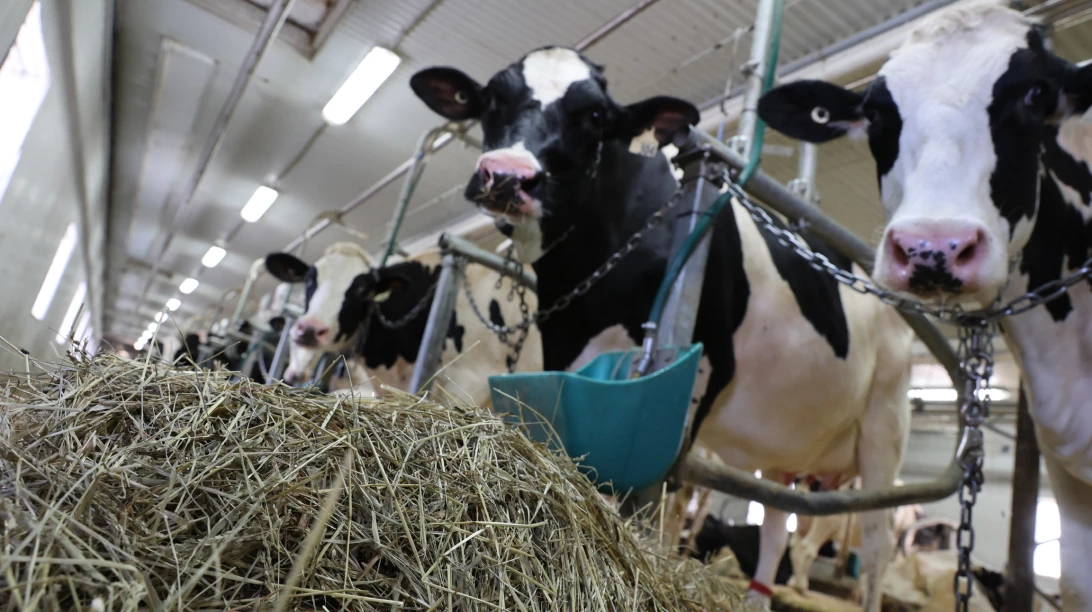 Photo de vaches qui mangent.