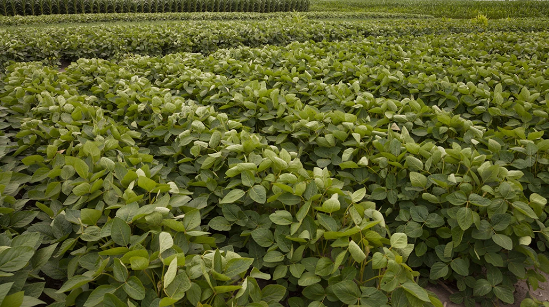 Champ de soya.