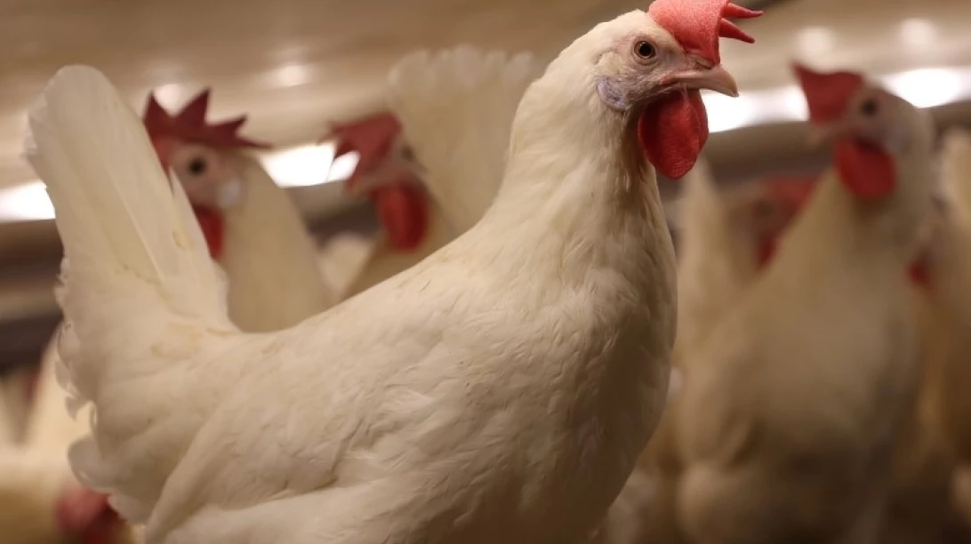 Poules pondeuses