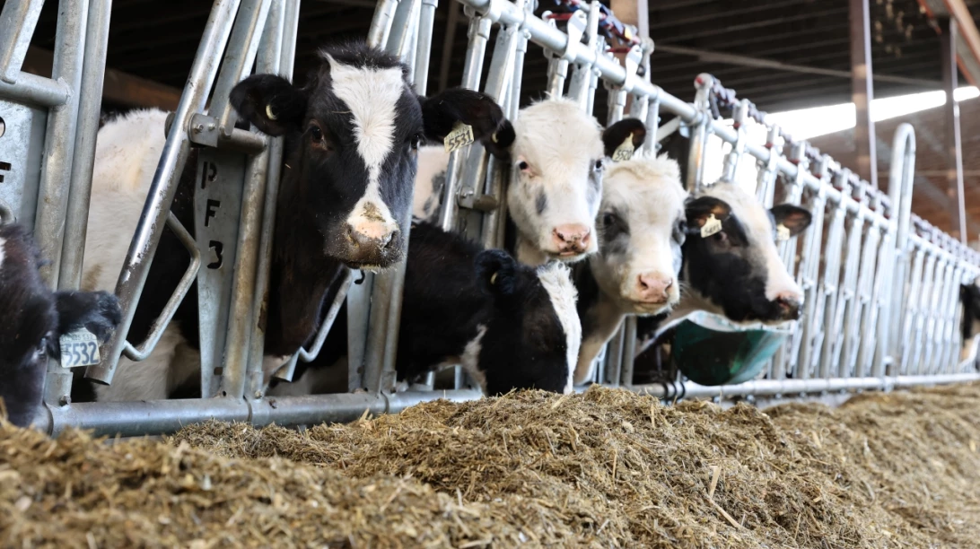 Veaux Holstein