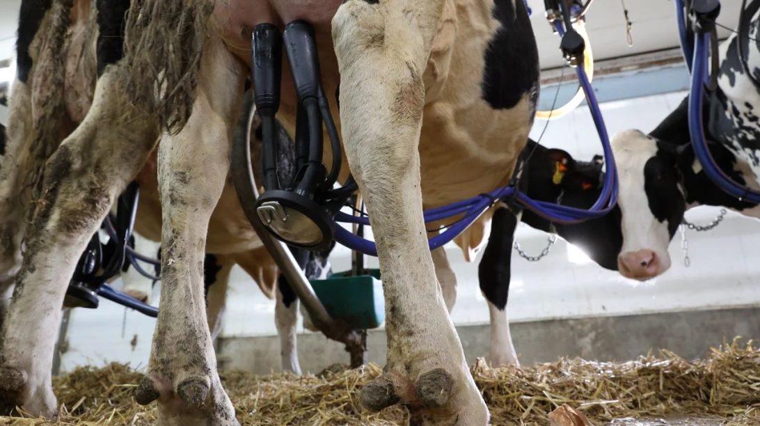 Traite de vaches.