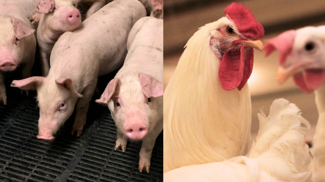 Porcs et poules.