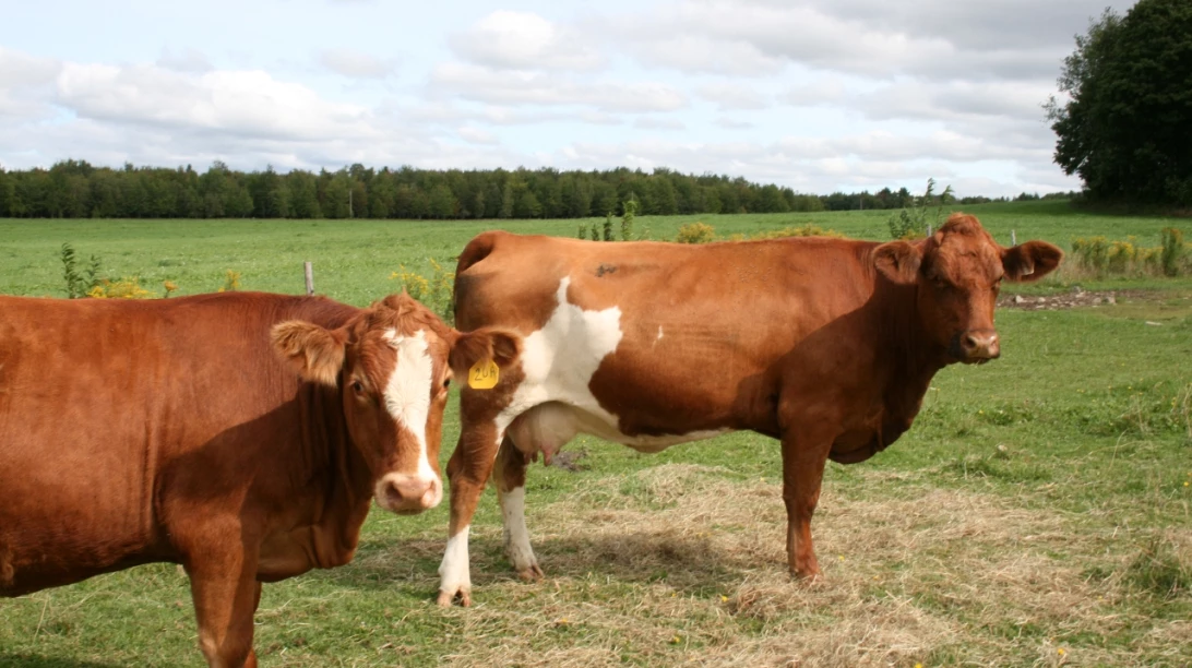 Bovins de boucherie.