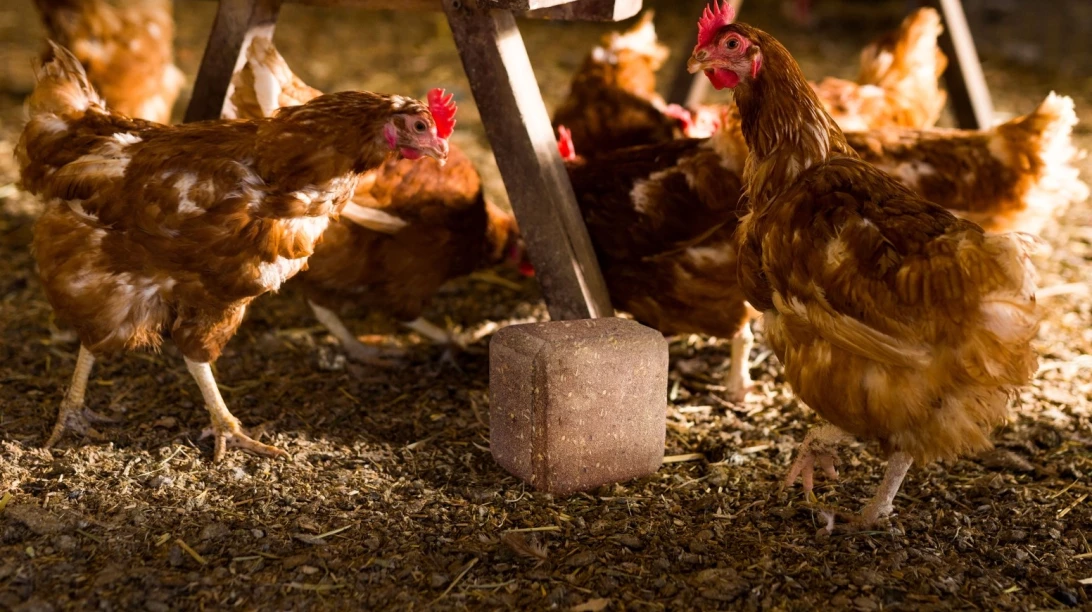 Des poules avec un produit de Probiotech International.