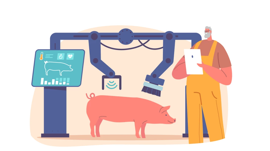 Illustration de porc