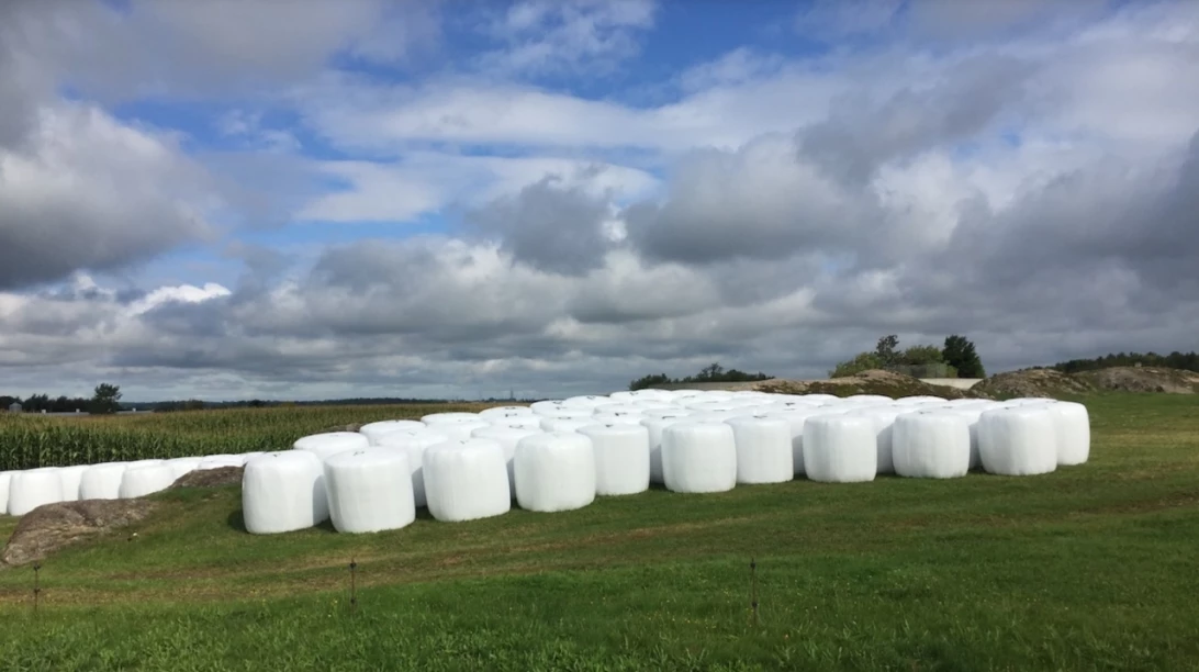 Balles de foin enveloppées dans un plastique