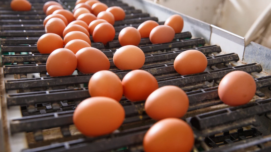 Oeufs bruns