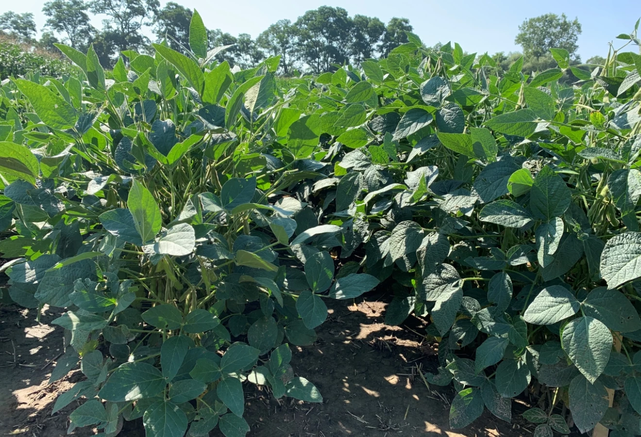 Soya