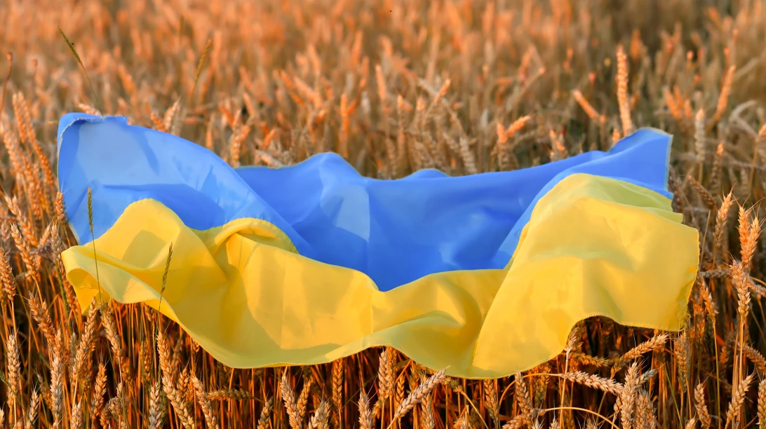 Drapeau ukrainien dans un champ de blé.