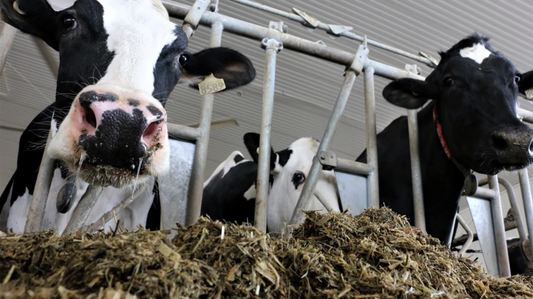 Vaches mangeant